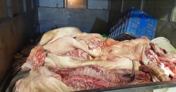 Thu giữ hơn 1,3 tấn thịt lợn bốc mùi, có dấu hiệu phân hủy