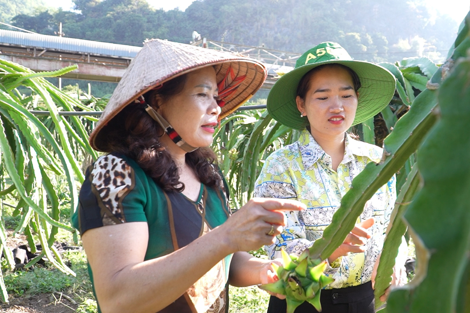 Thanh long xuất khẩu – hướng đi giúp đồng bào DTTS Mai Sơn thoát nghèo