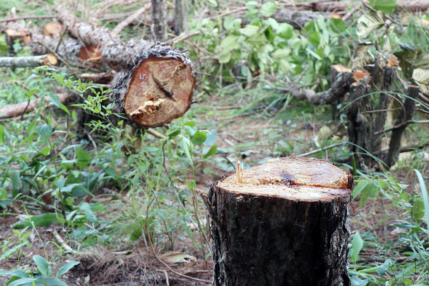 Hàng trăm cây thông trong rừng ở Lâm Đồng bị chặt hạ
