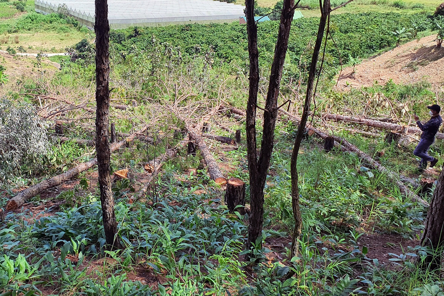Rừng thông ở Lâm Đồng bị chặt h