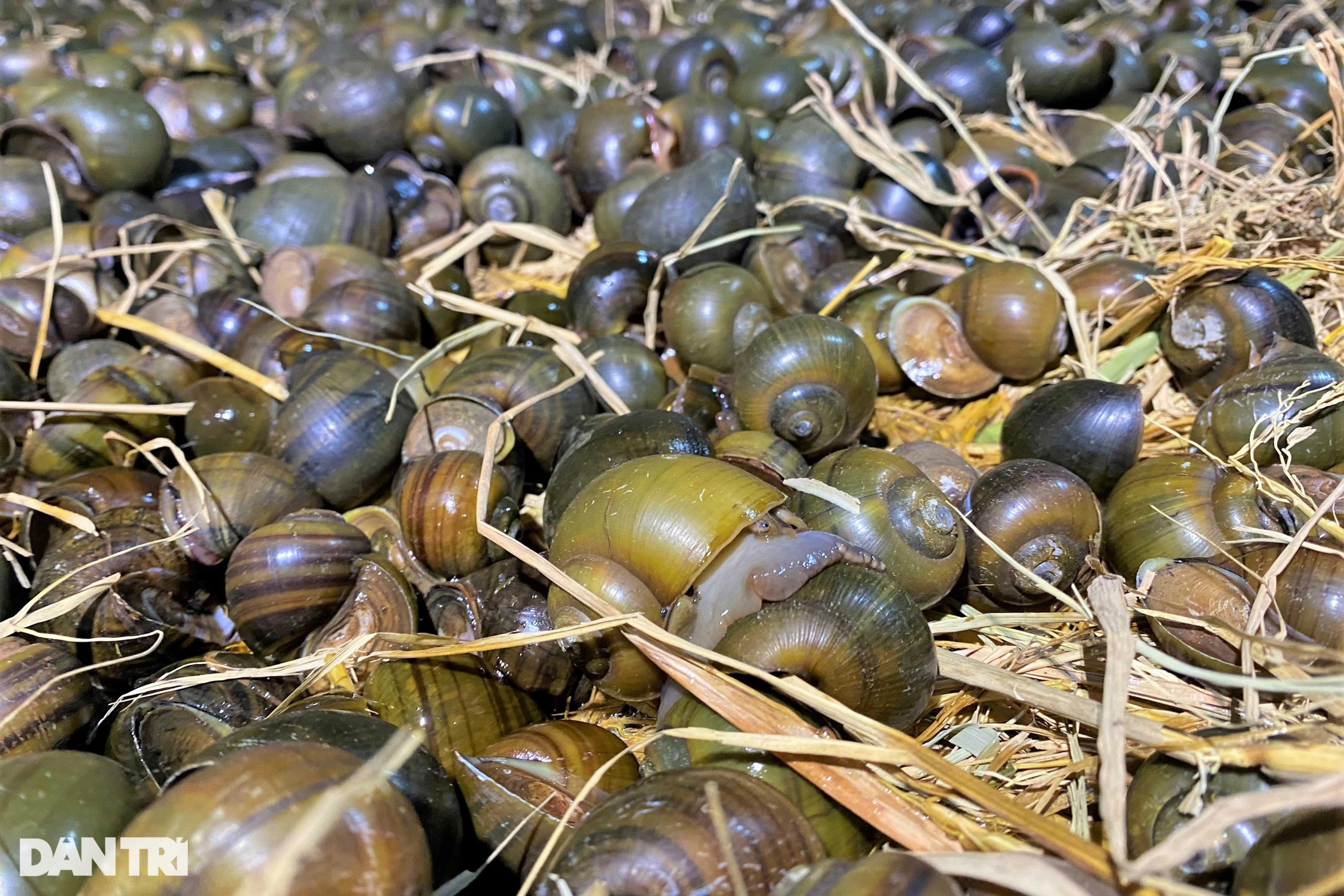 Bí quyết cho ốc ngủ gác bếp liền 3 tháng, thu lãi hàng trăm triệu đồng - 6