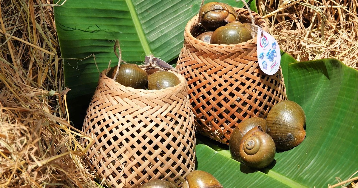 Bí quyết cho ốc 'ngủ gác bếp' liền 3 tháng, thu lãi hàng trăm triệu đồng