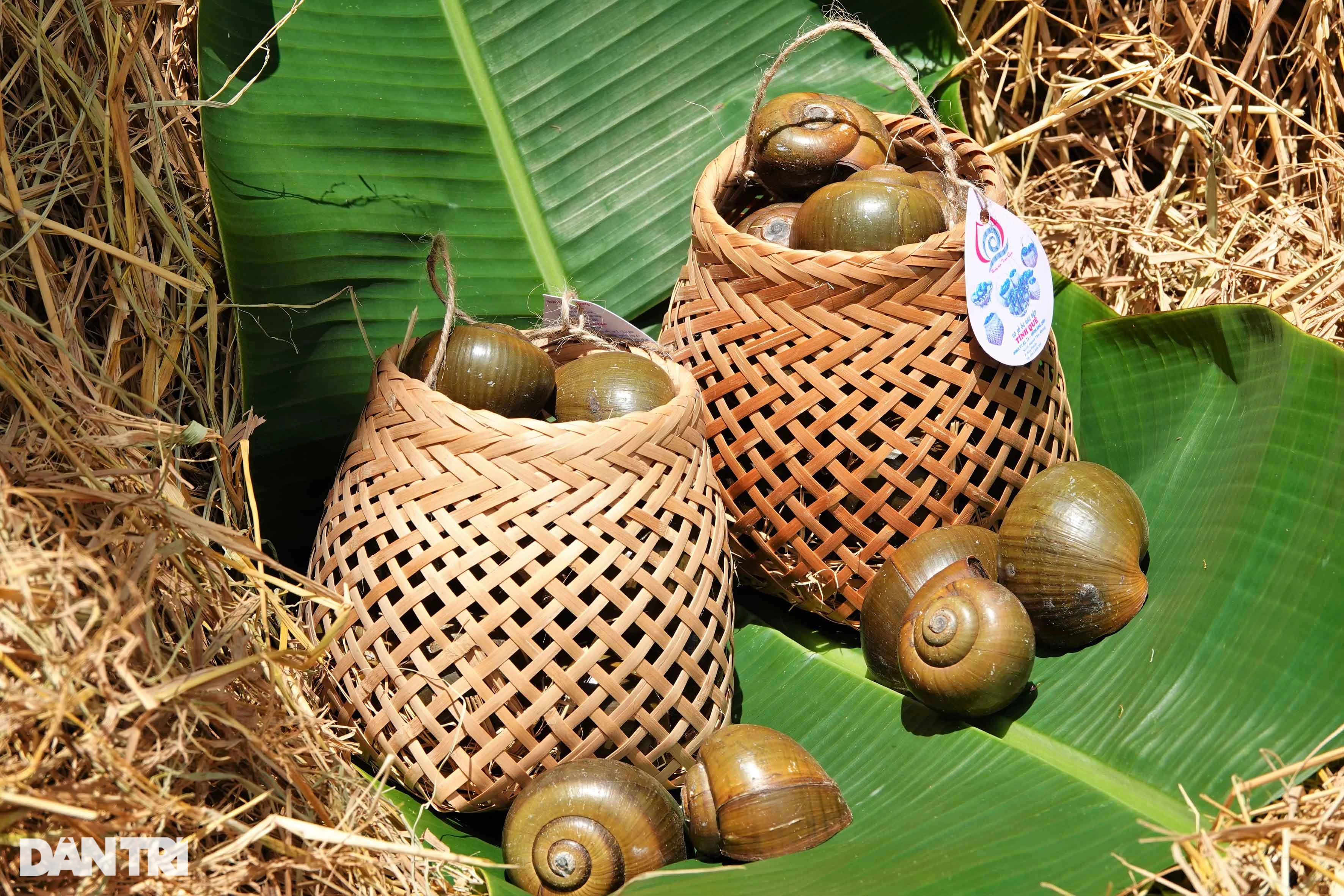 Bí quyết cho ốc ngủ gác bếp liền 3 tháng, thu lãi hàng trăm triệu đồng - 2