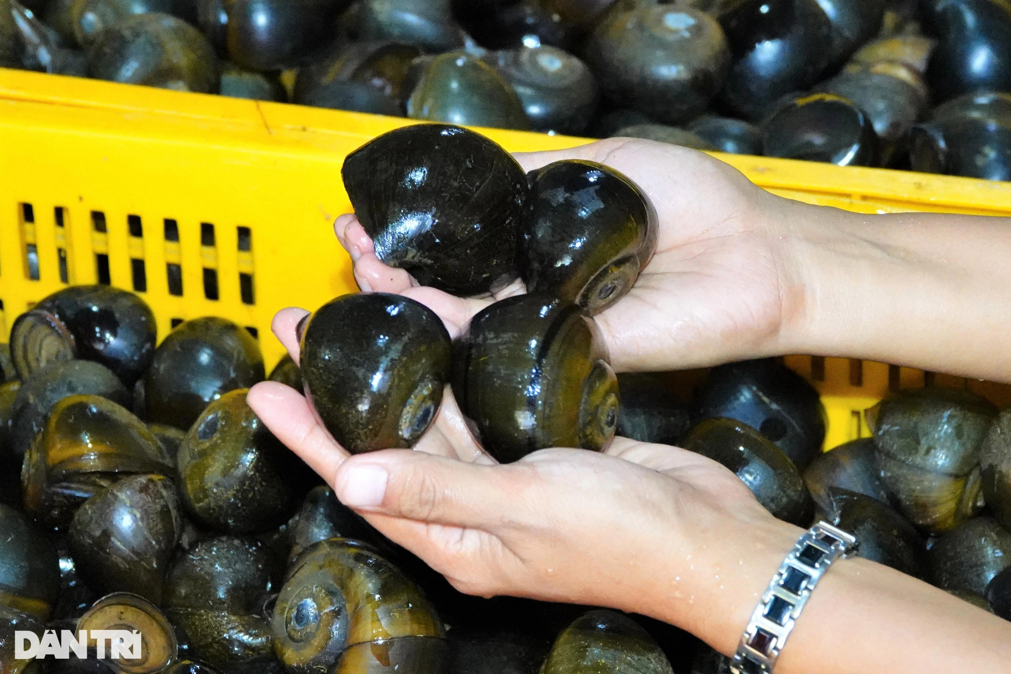 Bí quyết cho ốc ngủ gác bếp liền 3 tháng, thu lãi hàng trăm triệu đồng - 4