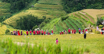 Breathtakingly beautiful Mu Cang Chai terraced fields in ripe rice season