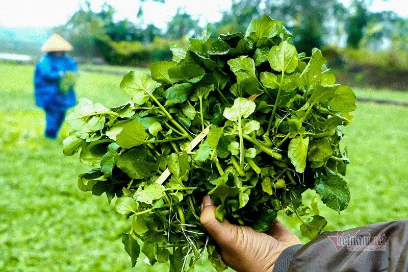 Khó phân biệt rau sạch bằng mắt thường, chuyên gia chỉ mẹo hay cho bà ...