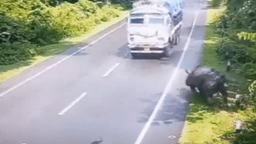 Tê giác 'choáng váng' vì đối đầu với xe tải trên đường