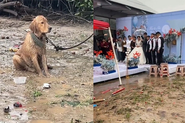 Chú chó bị bỏ mặc dầm mưa trong đám cưới của chủ ở Trung Quốc