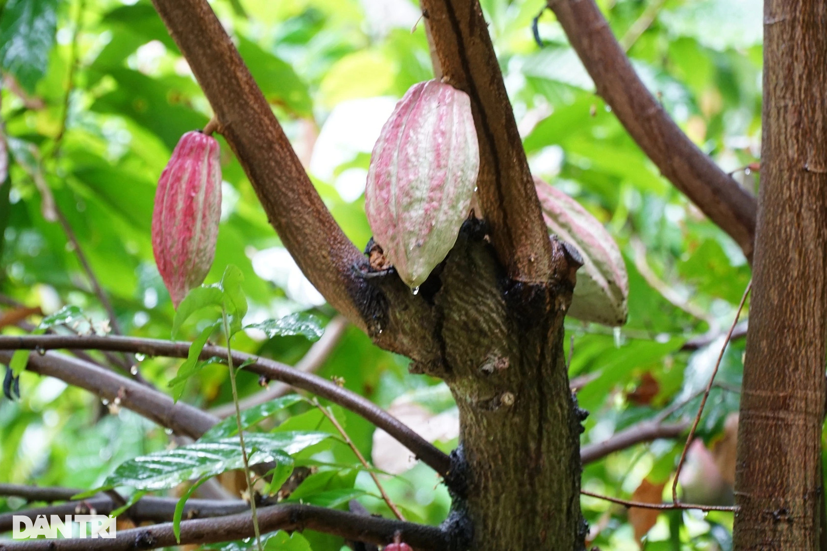 Vườn ca cao hai tầng độc lạ chỉ cho khách tham quan đã có tiền triệu - 2