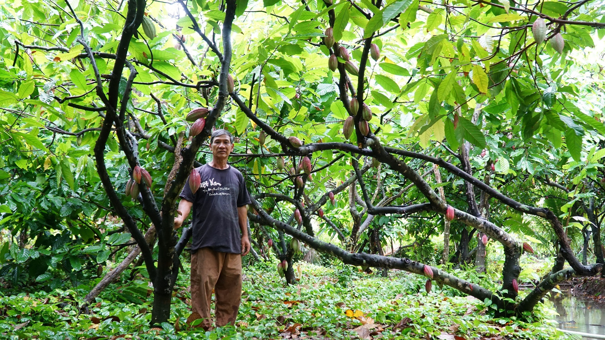 Vườn ca cao hai tầng độc lạ chỉ cho khách tham quan đã có tiền triệu - 1