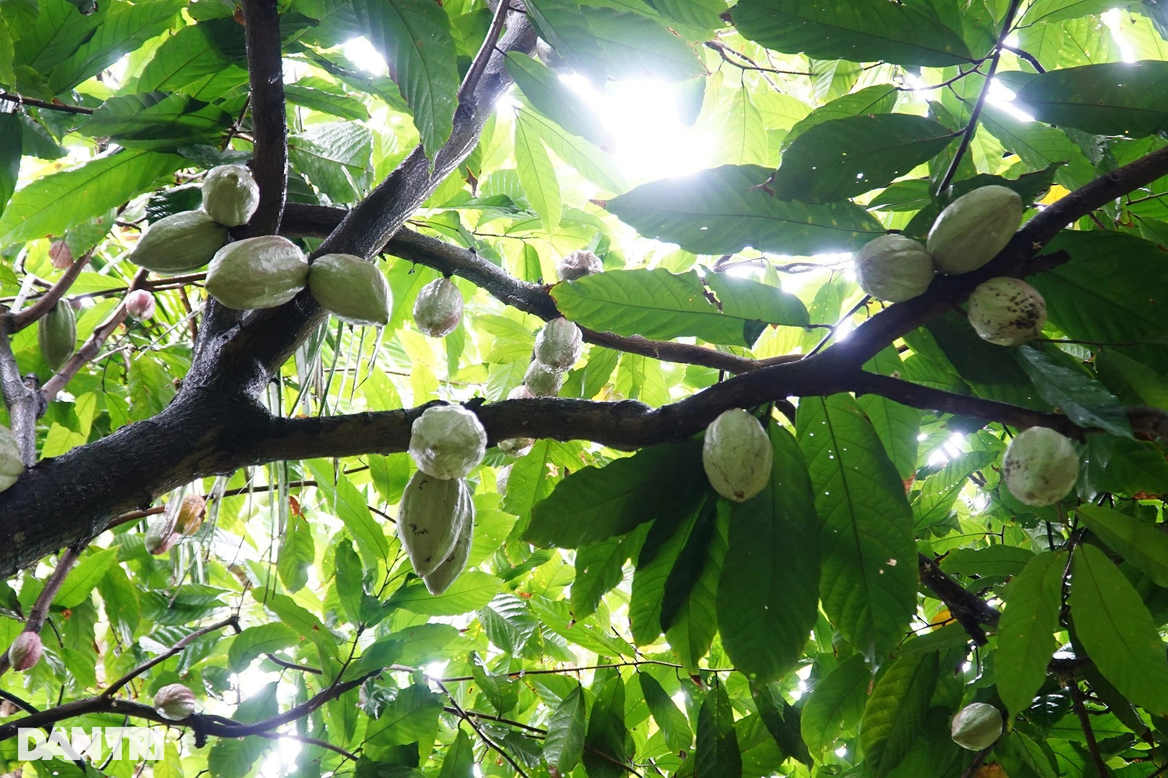 Vườn ca cao hai tầng độc lạ chỉ cho khách tham quan đã có tiền triệu - 4