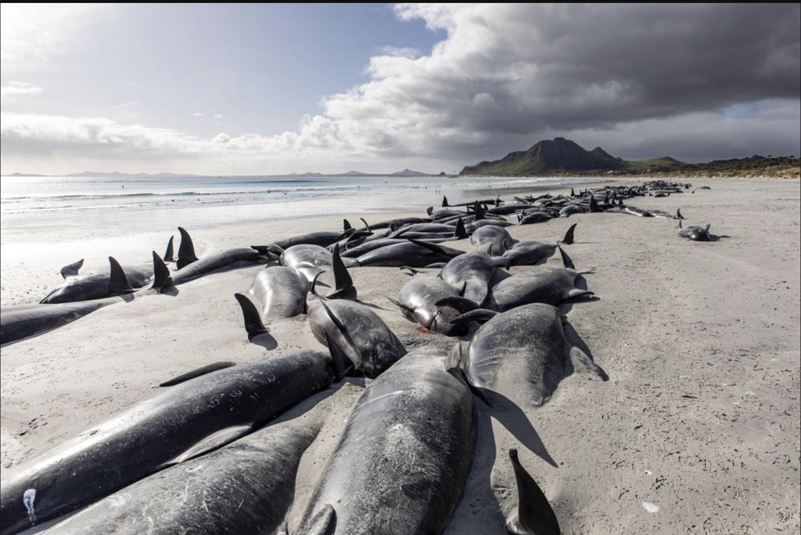 Hình ảnh gần 500 con cá voi chết la liệt trên bãi biển New Zealand