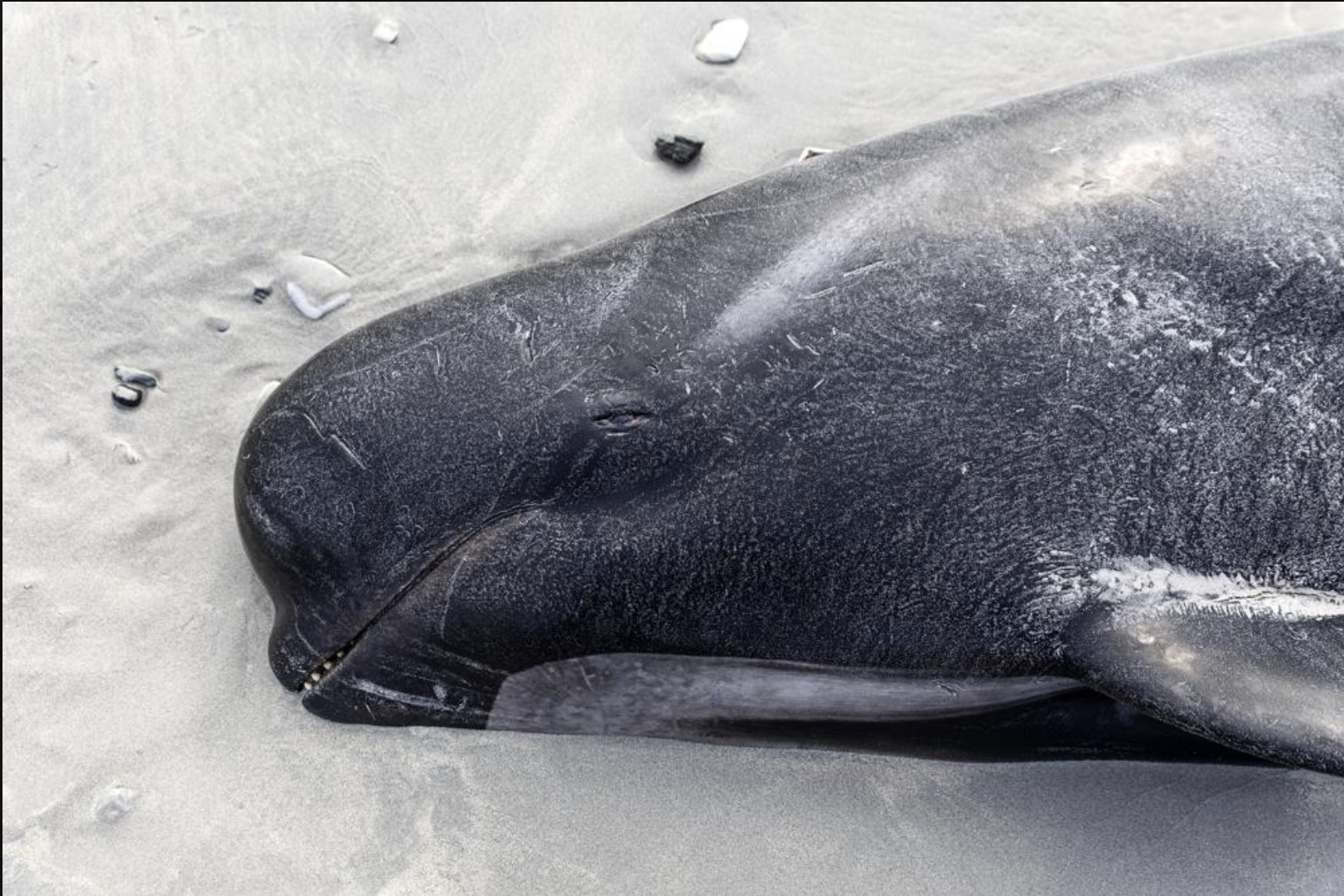 Gần 500 con cá voi chết la liệt trên bãi biển New Zealand
