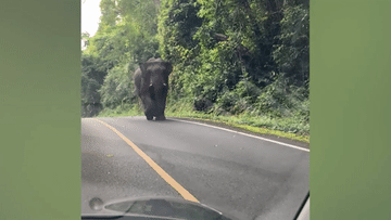 Hành động lạ của voi hoang dã ngay trước mũi xe khiến du khách 'đứng tim'
