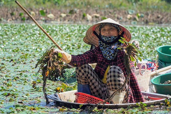 Mùa hái củ ‘sừng trâu’ ở vùng đầm lầy xứ Thanh