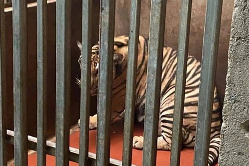 Nine dead tigers sent to National Museum of Nature