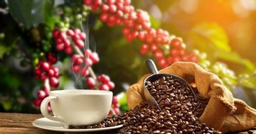 Vietnam becomes third largest coffee supplier to U.S.