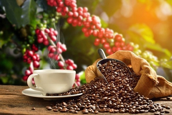 Viet Nam becomes third largest coffee supplier to U.S. - Ảnh 1.