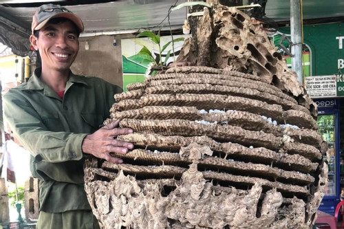 Thợ săn tìm được tổ ong 'khủng' 16 tầng, nặng 21kg ở rừng biên giới