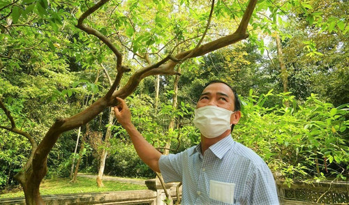 Only in Vietnam: 90-year old guava tree can ‘laugh’