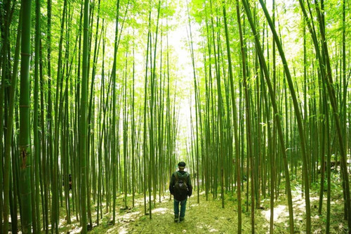 Yen Bai lures tourists with 60-year-old bamboo forest