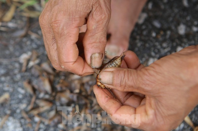 Nông dân Hà Tĩnh kiếm bội tiền nhờ đi săn dế mùa lũ ảnh 13