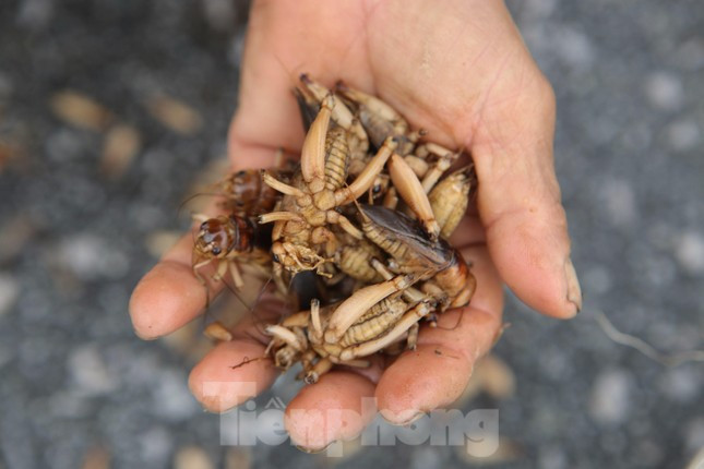 Nông dân Hà Tĩnh kiếm bội tiền nhờ đi săn dế mùa lũ ảnh 12