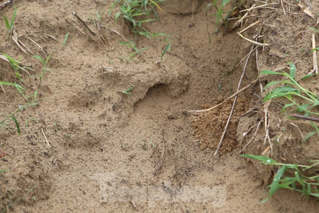 Nông dân Hà Tĩnh kiếm bội tiền nhờ đi săn dế mùa lũ ảnh 8