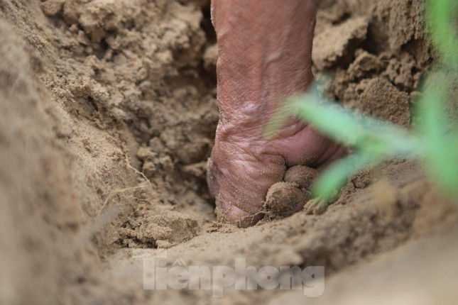 Nông dân Hà Tĩnh kiếm bội tiền nhờ đi săn dế mùa lũ ảnh 9