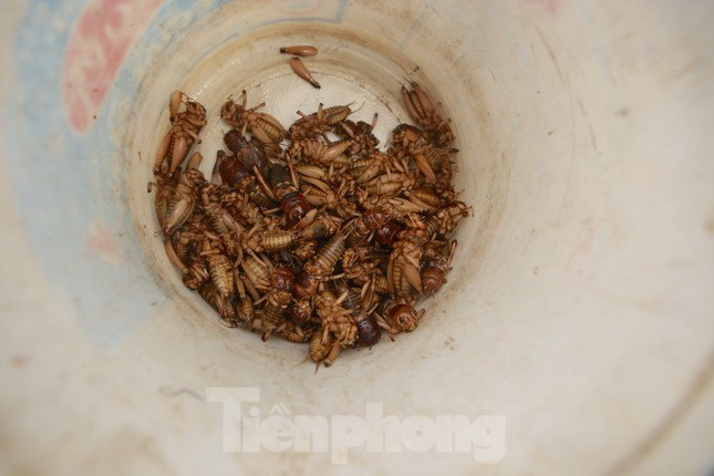 Nông dân Hà Tĩnh kiếm bội tiền nhờ đi săn dế mùa lũ ảnh 4