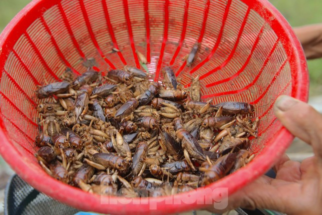 Nông dân Hà Tĩnh kiếm bội tiền nhờ đi săn dế mùa lũ ảnh 5