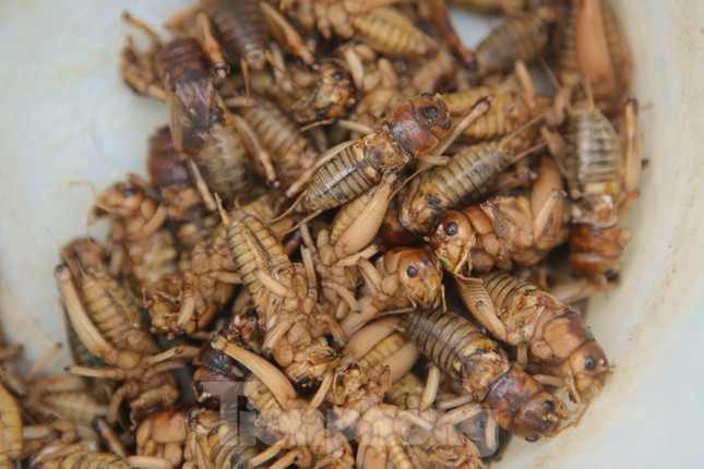 Nông dân Hà Tĩnh kiếm bội tiền nhờ đi săn dế mùa lũ ảnh 15