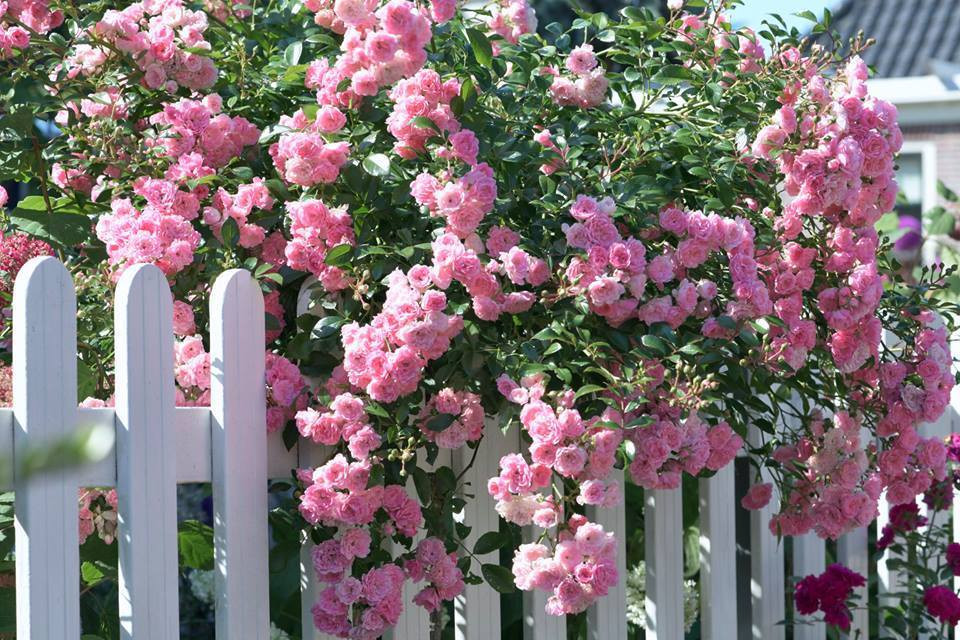 Lời chúc lãng mạn, ngọt ngào ngày Valentine trắng