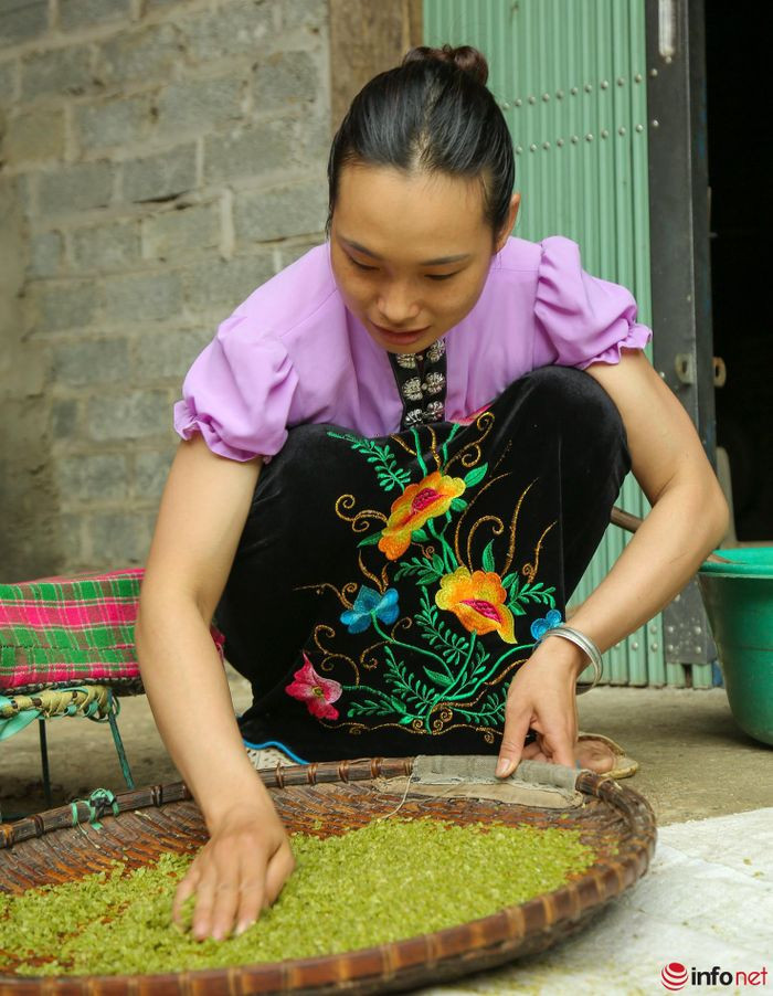 YÃªn BÃ¡i: NgÆ°á»i dÃ¢n TÃº Lá» táº¥t báº­t lÃ m cá»m xanh - Äáº·c sáº£n vÃ¹ng TÃ¢y Báº¯c - HÃ¬nh 10