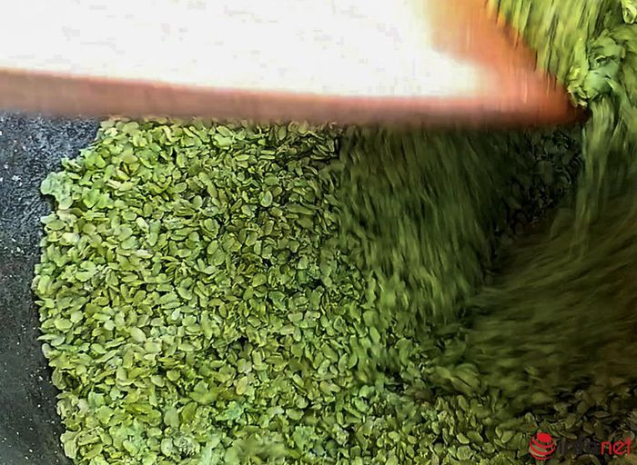 Yên Bái: Ngưá»i dân Tú Lá» tất báºt là m cá»m xanh - Äặc sản vùng Tây Bắc - Hình 20