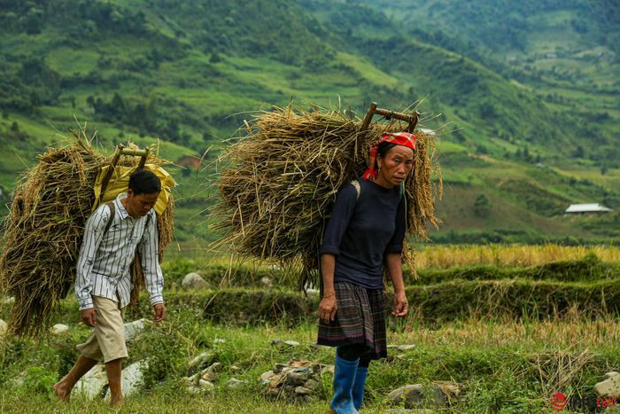 YÃªn BÃ¡i: NgÆ°á»i dÃ¢n TÃº Lá» táº¥t báº­t lÃ m cá»m xanh - Äáº·c sáº£n vÃ¹ng TÃ¢y Báº¯c - HÃ¬nh 2