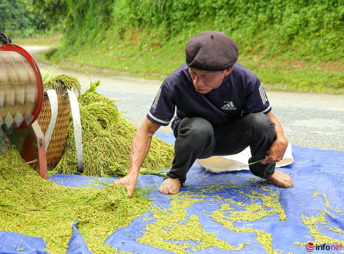 YÃªn BÃ¡i: NgÆ°á»i dÃ¢n TÃº Lá» táº¥t báº­t lÃ m cá»m xanh - Äáº·c sáº£n vÃ¹ng TÃ¢y Báº¯c - HÃ¬nh 4