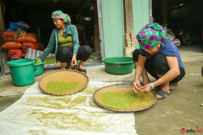 YÃªn BÃ¡i: NgÆ°á»i dÃ¢n TÃº Lá» táº¥t báº­t lÃ m cá»m xanh - Äáº·c sáº£n vÃ¹ng TÃ¢y Báº¯c - HÃ¬nh 18