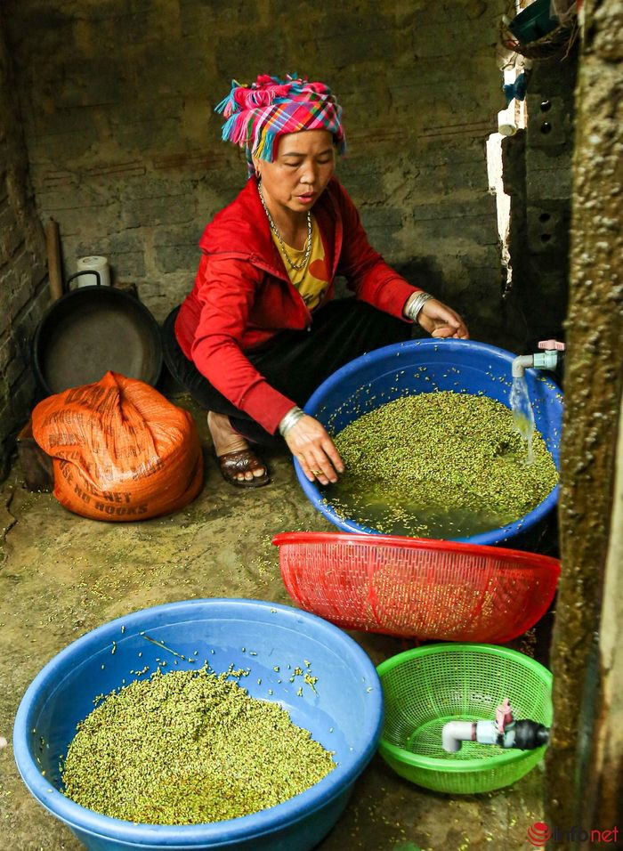 Yên Bái: Ngưá»i dân Tú Lá» tất báºt là m cá»m xanh - Äặc sản vùng Tây Bắc - Hình 5