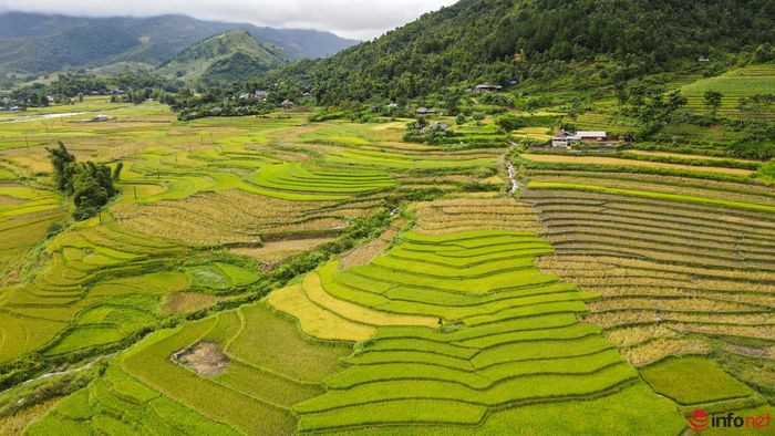 Yên Bái: Ngưá»i dân Tú Lá» tất báºt là m cá»m xanh - Äặc sản vùng Tây Bắc - Hình 1