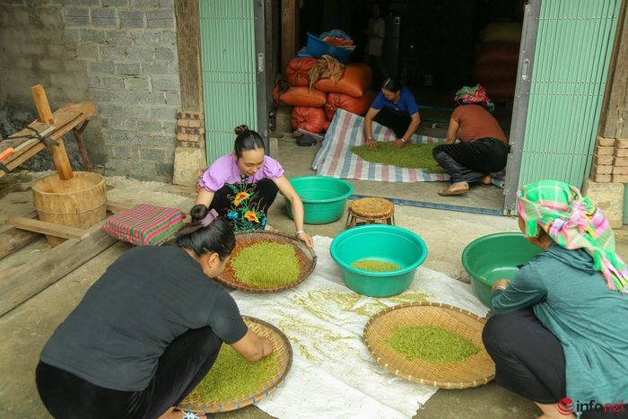 YÃªn BÃ¡i: NgÆ°á»i dÃ¢n TÃº Lá» táº¥t báº­t lÃ m cá»m xanh - Äáº·c sáº£n vÃ¹ng TÃ¢y Báº¯c - HÃ¬nh 12