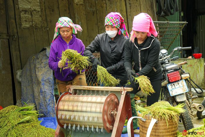 YÃªn BÃ¡i: NgÆ°á»i dÃ¢n TÃº Lá» táº¥t báº­t lÃ m cá»m xanh - Äáº·c sáº£n vÃ¹ng TÃ¢y Báº¯c - HÃ¬nh 3