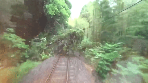 Đoàn tàu đâm trúng cây đổ, du khách la hét vì sợ hãi