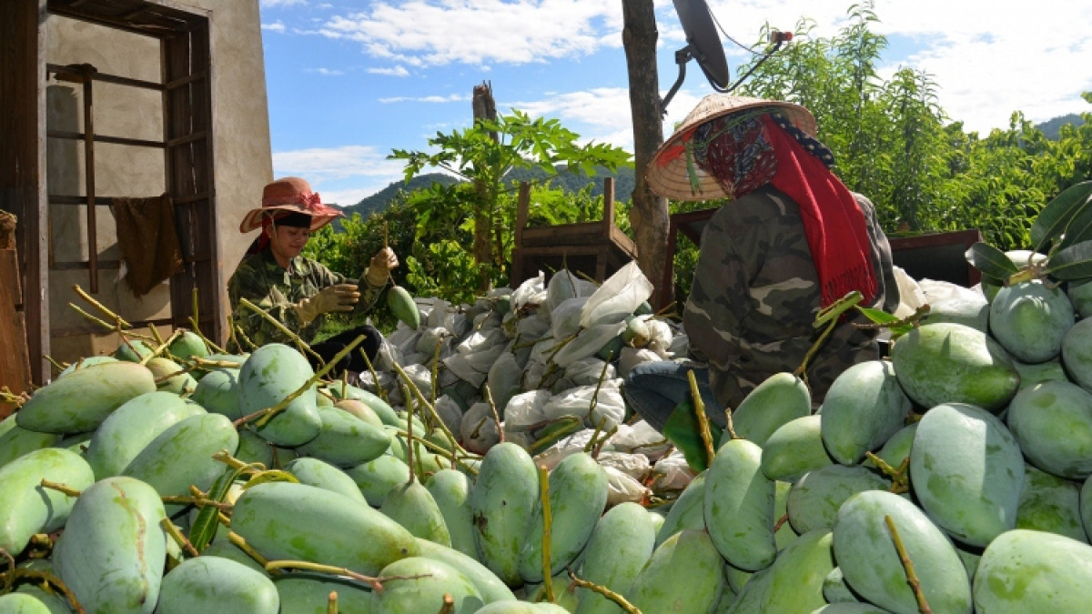 what are seven vietnamese fruits officially licensed for export to us picture 10