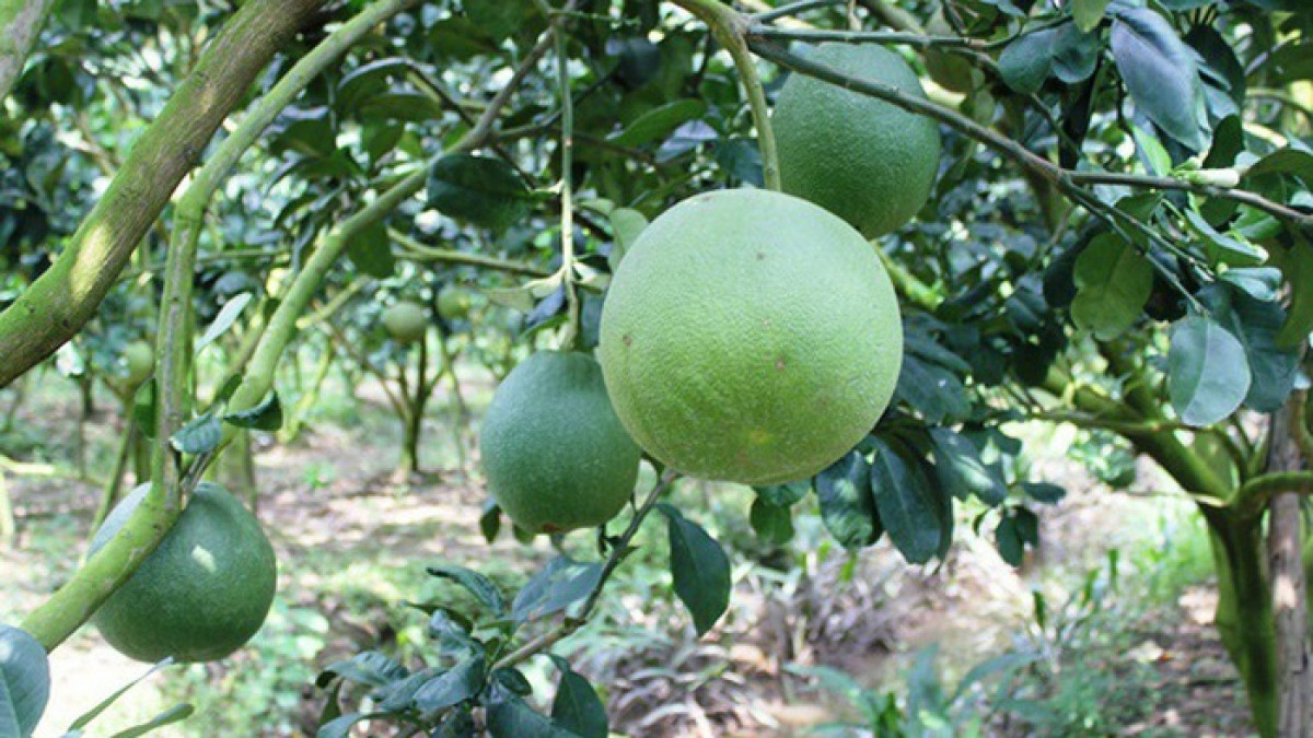 what are seven vietnamese fruits officially licensed for export to us picture 2