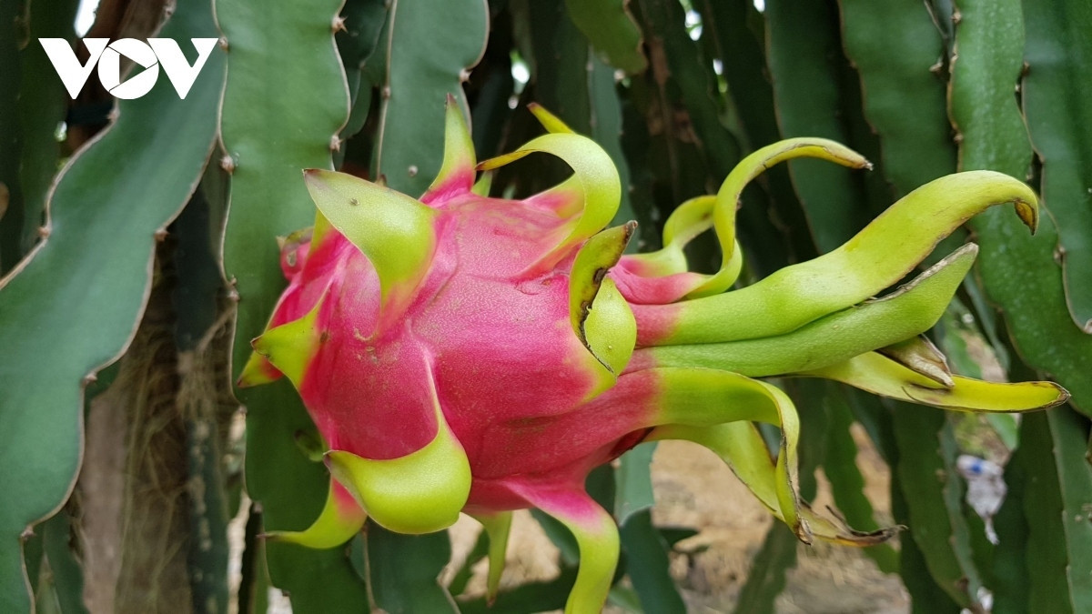 what are seven vietnamese fruits officially licensed for export to us picture 5