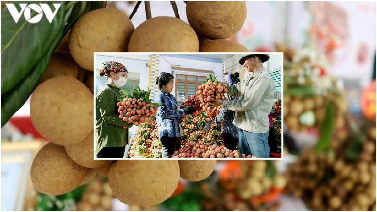 what are seven vietnamese fruits officially licensed for export to us picture 7