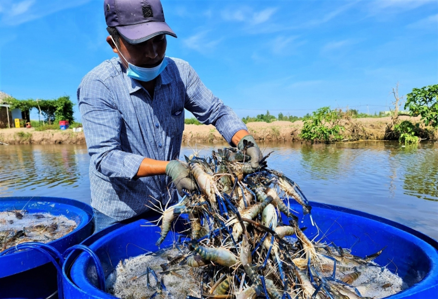 Phát triển nông nghiệp sinh thái, tổ chức sản xuất theo chuỗi giá trị