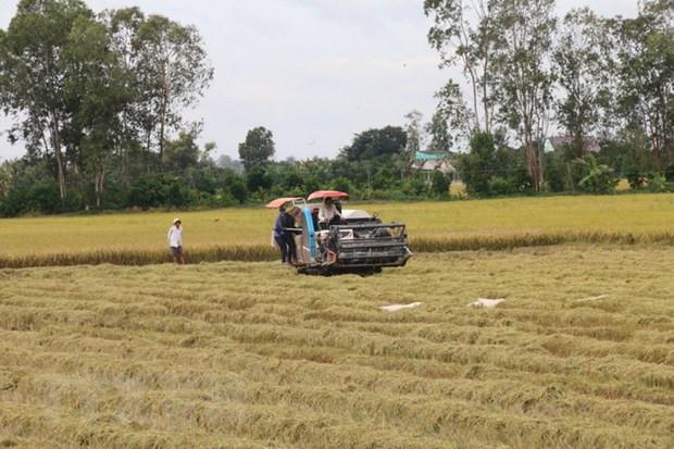 Australia backs over AU$5 million for rice production in Mekong Delta