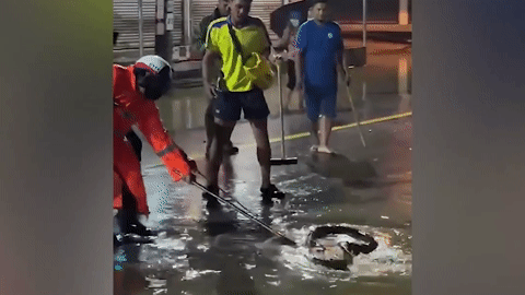 Kinh hãi cảnh rắn hổ mang 'ẩn mình' giữa đường phố